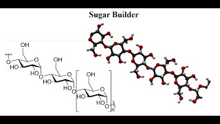 Lecture4Hyperchem Sugar Builder [upl. by Nesyrb261]