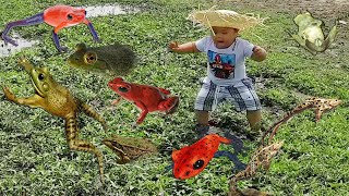 Trò Chơi Ra Ruộng Với Bạn – Bạn Pin Tìm Bắt Con Thật Con Giả ❤ ChiChi ToysReview TV ❤ Fun Song Vui [upl. by Matrona]