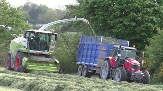 Silage 2020  Claas Jaguar 990 With Massey Ferguson Fendt amp New Holland [upl. by Nyliram]