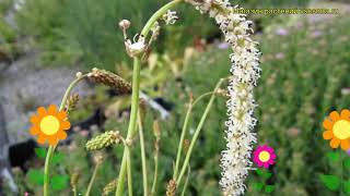 Кровохлебка тонколистная Краткий обзор описание sanguisorba tenuifolia var tenuifolia f alba [upl. by Odessa]