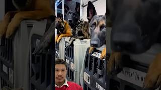 Amazing video of K9 soildier dog k9 training military heroic doglover [upl. by Map]