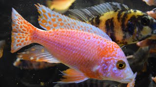 How To Have A Successful Peacock Cichlid Breeding Project [upl. by Sammons378]