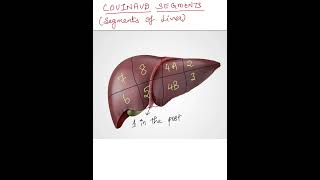 Segments of Liver Couinaud Segments liver anatomy mbbs neetpg inicet plab usmle [upl. by Gabbert]