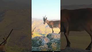 Cabras montesas ❤️ wildlife nature animals [upl. by Drol462]