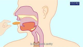 Animation 61 Swallowing and peristalsis [upl. by Eskill508]