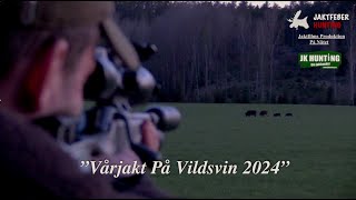 quotVårjakt På Vildsvin 2024quot Följ med jaktfeber på spännande Vildsvinsjakt på våren [upl. by Reniti]