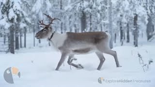 Journey into Finlands Enchanting Landscape Laplands Winter Wonderland [upl. by Benjy]