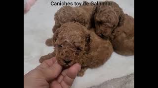 Preciosas caniches toy de Gallumar [upl. by Layap]