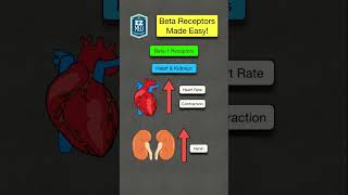 🔥 How to Remember Beta Adrenergic Receptors in 60 SECONDS Location amp Physiology [upl. by Assilaj]