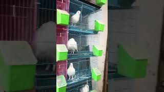 Pigeon loft minivlog vlog pigeon minivlog petvlogger kabutar [upl. by Fronniah]