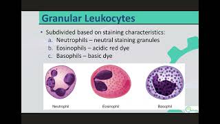 Granulocytes [upl. by Brandwein]