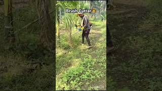 Using Brush Cutter in Arecanut plantation🌴agriculture agrimachines automobile trending farmer [upl. by Mollie]