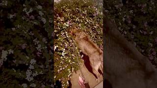 Why my dog Riley putting his head in the bushes [upl. by Erual34]