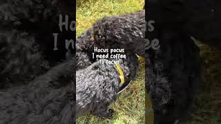 Happy Halloween dog curlycoatedretriever doglover puppies dogs love pets halloween [upl. by Prentice]