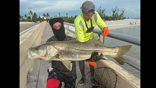 Kicked Outta Our Own Hotel 40quot Snook and Crazy Sanibel Lure Chew [upl. by Gaskill]