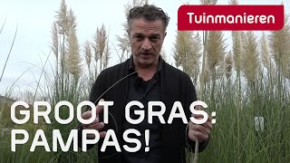 Pampasgras het grootste gras in de tuin  Tuinmanieren [upl. by Hutchings630]