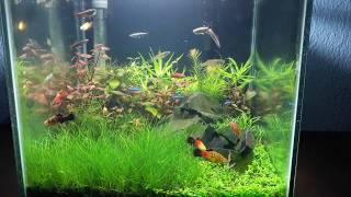 Planted Cube Aquarium 30x30x30 [upl. by Ajiak]