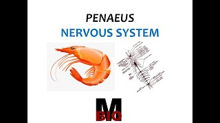 PENAEUS NERVOUS SYSTEM [upl. by Kamerman]