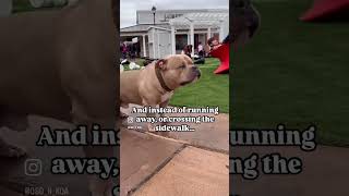 When you take your bully breed in public… cute dogshorts doglover bullybreed amercianbully [upl. by Asaert]