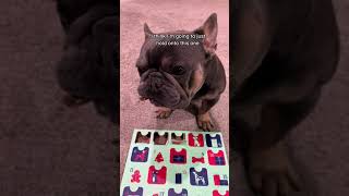 25 Day Dog Advent Calendar 🦴 frenchie youtube dog dogsofyoutube adventcalendar [upl. by Olia110]