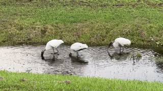 Wood Storks Feeding [upl. by Aoket]