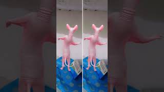 sphynx cat dance 🤓🤠📸🤓🤠 shortsfeed supercat shorts ytshorts youtube cat catvideos funny [upl. by Ellennod247]