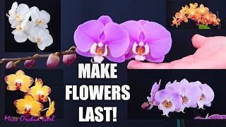 Orchid Care for Beginners  How to make Phalaenopsis Orchid flowers last longer [upl. by Gytle]