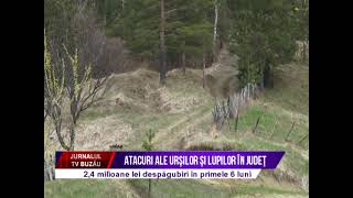 Atacuri ale ursilor si lupilor in judet [upl. by Hamitaf]