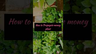 How to propagate money plant  Pothos cuttings  Indoor Gardening [upl. by Johannessen]