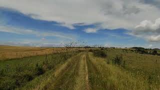 Starling murmuration on the South Downs UK [upl. by Stets]