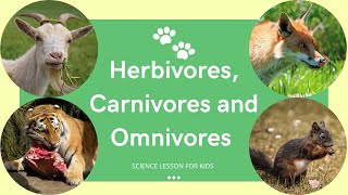 Herbivores Carnivores and Omnivores  What Animals Eat  Types of Animals  Science Lesson for Kids [upl. by Pelag]