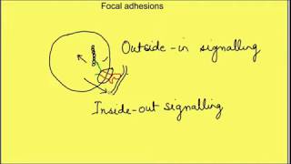 Cell matrix interactions Inside out signalling Outside in signalling Physiology  Cell biology [upl. by Ainevul113]