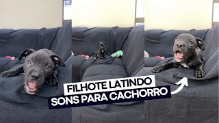 Filhote de cachorro latindo e pulando  Sons para cachorro  Latido de pitbull filhote [upl. by Christel853]