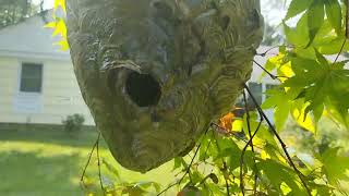 Giant Bald Faced Hornets Nest Gets Exterminated [upl. by Ennagroeg]