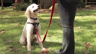 How to Choose the Best Harness for Your Dog [upl. by Slohcin291]