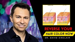 3 Supplements for Gray Hair Reversal Dr David Sinclair [upl. by Haimaj606]