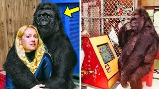 She Adopted A Baby Gorilla amp Taught It To Talk 57 Years Later They Turned Science Upside Down [upl. by Eri]