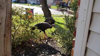 Wild Turkeys Mount Laurel NJ in the Countryside Farms development [upl. by Hummel712]