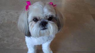 Shih Tzu Doing Dog Tricks [upl. by Papageno]