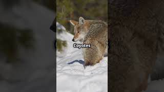 5 Surprising Facts About Coyotes 2024 11 05 [upl. by Harima262]