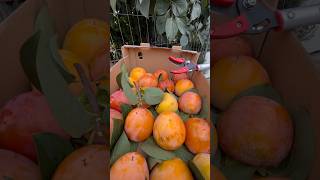 Harvesting and Sweetening Persimmons [upl. by Desireah]