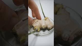 Ginger Root timelapse [upl. by Sabah885]