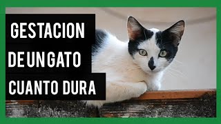 cuanto tarda la gestación de un gato  cuanto tiempo dura el embarazo de los gatos [upl. by Hepsoj159]