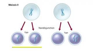 Non Disjunction in Meiosis  Non disjunction Meiosis [upl. by Aloek507]