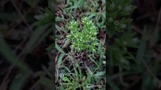 Tiny Hoppea fastigiata  with white flowers [upl. by Amer]