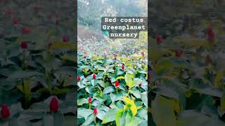 Red costus plant indoor and outdoor plants Available contact no 8547352892 plants gardenmaker [upl. by Burr]