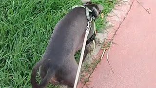 Maricel Mustera Vlog 🇪🇸 is live HAPPY SUNDAY EVERYONE WALKINg with DOG [upl. by Ayinat1]