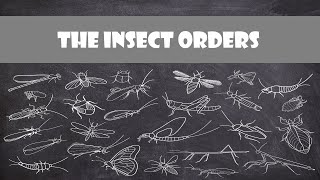 Defining Characteristics of the Insect Orders  Entomology [upl. by Inavoig]