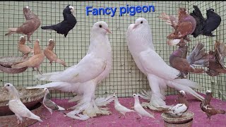 pouter mukhi fantal Fancy pigeon call 8686540011 hyderabad telangana state [upl. by Rahsab301]