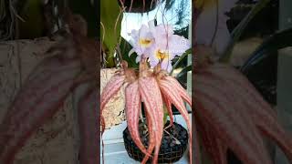 Bulbophyllum Elizabeth Ann quotBuckleberryquot [upl. by Gewirtz]